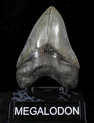 Glossy, Razor Sharp Megalodon Tooth - Georgia #20553